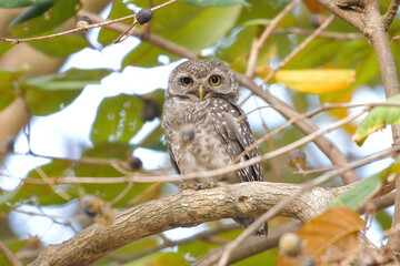 Spotted owlet perched attentively on branch in its natural habitat surrounded by foliage. Wildlife and nature preservation.