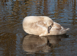Swan in a lake