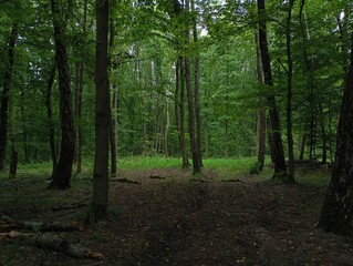 Beautiful evening forest in summer with green trees. Tall trees in a summer forest.