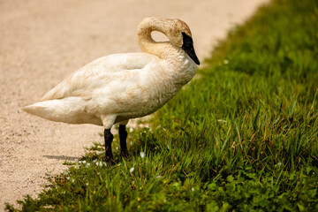 A Trumpeter Swan on the shoulder Hwy 49 that runs through the Horicon National Wildlife Refuge, Waupun, Wisconsin, in late July
