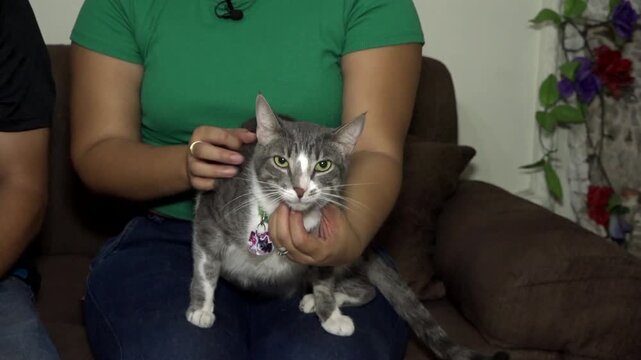 Gato gris dom&eacute;stico