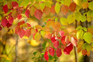 Alternate Leafed Dogwood, in late September, with its leaves changing colors within the Pike Lake...