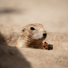 cute prairie dog holding food in hands