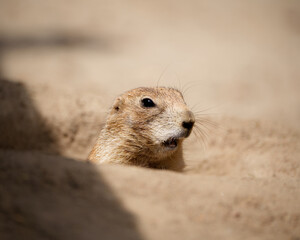 cute prairie dog peeking out of its den