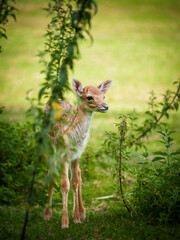 deer in the bushes