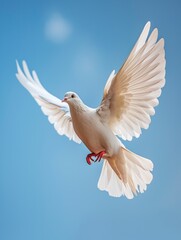 Fototapeta premium Flying dove. White pigeon against blue sky.