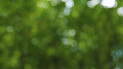 Abstract background blur, cool green, beautiful fresh green leaves, nature and relaxation.
