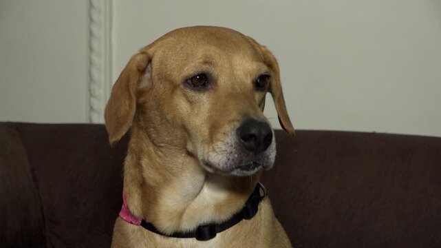 Perro labrador dorado dom&eacute;stico