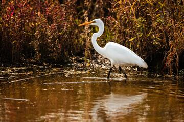 A great egret walks through the shallow water, as its reflection dances off the surface, within Horicon National Wildlife Refuge, Waupun, Wisconsin in early October