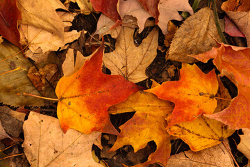 Colorful, changing maple leaves having recently fallen and accumulating on the ground within the Pike Lake Unit, Kettle Moraine State Forest, Hartford, Wisconsin in early October