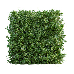 Naklejka premium Isolated hedge on a transparent background
