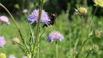 Bourdon noir fleur violette nature