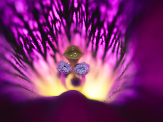 Gros plan fleur violette