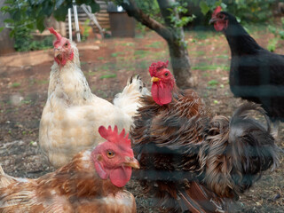 Poules et Coq dans le Jardin