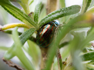 Gros Plan Scarab&eacute;e Romarin