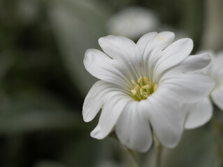 Gros plan fleur blanche