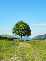 Paysage Nature Arbre