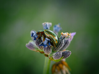 Scarab&eacute;e vert