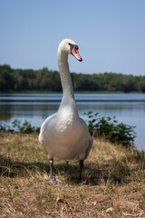 White swan near the lake shore. Landscape with forest lake. Small depth of field