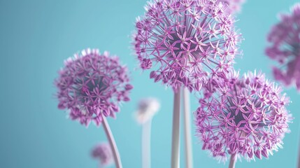 Allium flowers captured in a studio setting