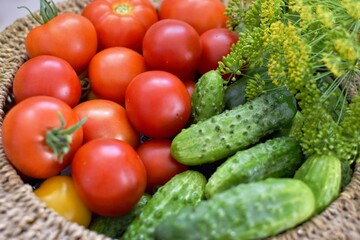 In the basket are tomatoes, cucumbers, garlic, dill. Harvesting in the garden