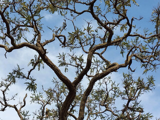 Cerrado Vegetation - Juquery park 
