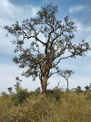 Cerrado Vegetation - Juquery park 