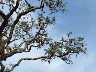 Cerrado Vegetation - Juquery park 