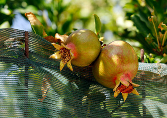 close up of unripe pomegranate fruits, Punica granatum, hanging over fence