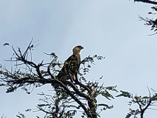 Bird on a tree