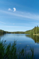 beautiful lace scenery in finland. green trees and blue skies.