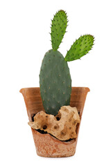 Cactus opuntia in broken terracotta pot isolated on white background, Prickly pear cactus decoratively planted in a broken pot