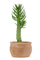 green large cactus, austrocylindropuntia subulata in terracotta pot isolated on white background, potted eve's pin cactus