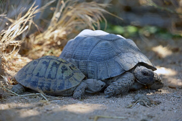 young and old turtle, testudo hermanni in the shade on dry sandy ground