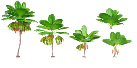 set of Ruffled fan palm trees on transparent background, 3D rendering