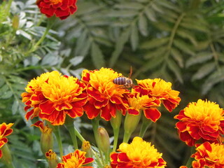 bee on flower