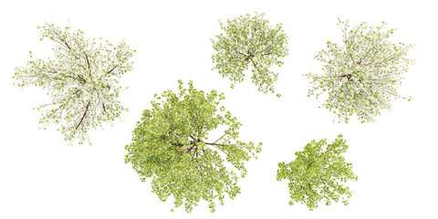 Fototapeta premium Set of Snow pear plants with transparent background, great for digital composition and architecture visualization,Top view