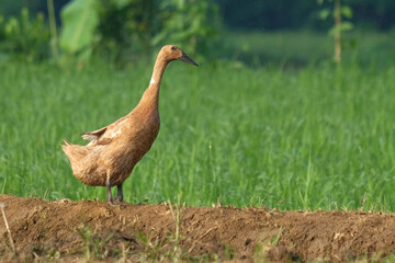 A brown feathered duck in the rice field.Closed up standing duck. Brown feathers and black beak. Taken from the side with a bokeh background