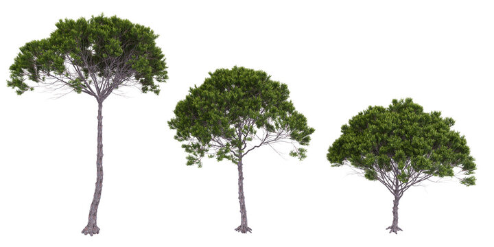 Stone pine trees isolated on white background, tropical trees isolated used for architecture