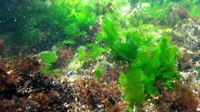 Underwater view of algae in the Black Sea, green algae Ulva and Enteromorpha on rocks at shallow depths