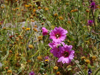 Obraz premium flowers in the garden