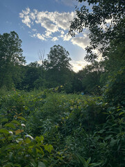 Obraz premium green lush landscape with clouds