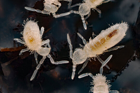 Springschw&auml;nze krabbeln im Boden auf Humus, Collembola