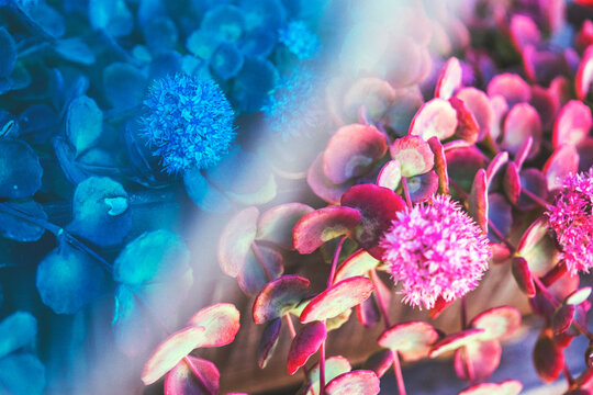 Fluorescence field of leaves and thistle flowers.