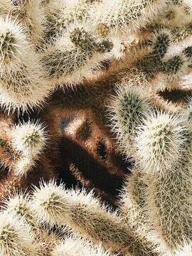 Closeup of Cacti