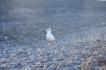 small white seagull walks along the stone shore of the lake