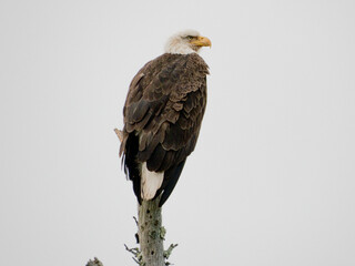 NY Bald Eagle