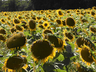 NY Sunflower Field