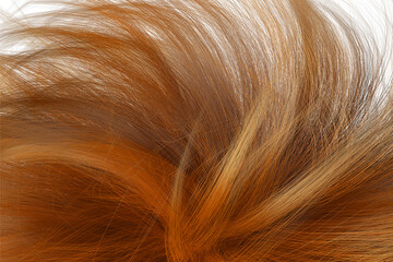 Naklejka premium Brown wavy hair, Closeup on luxurious curly brown hair with highlights.