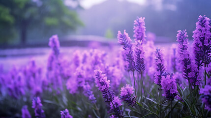 Obraz premium Lavender bokeh effect cascading light in the background, enhancing tranquility 